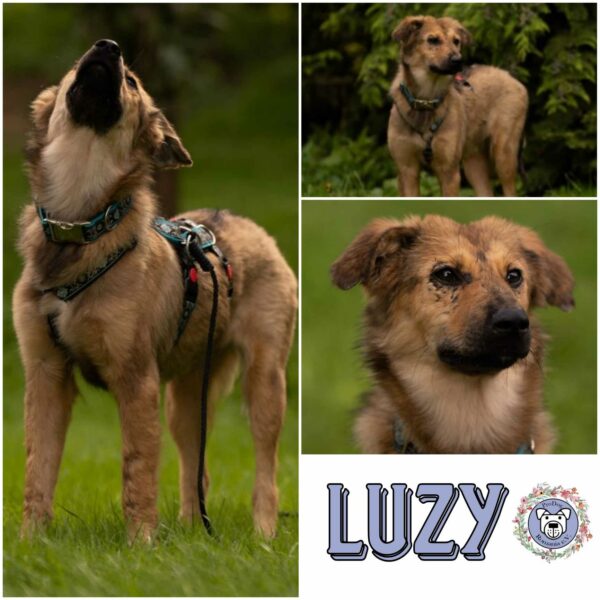 Luzy in 95466 Weidenberg - vermittelt – Bild 21