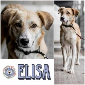 Elisa (♀) in 86685 Gosheim