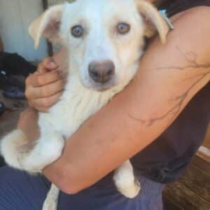 PEANUT (= VANILLA)