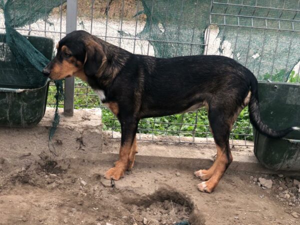 FLORENCE - vermittelt JW – Bild 4