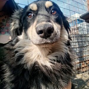 LEANI (♀) - Notfall! - wurde gebissen; Mobbingopfer! dringend Platz gesucht - ausgereist zur Tierhilfe Lebenswert DR 11.07.25