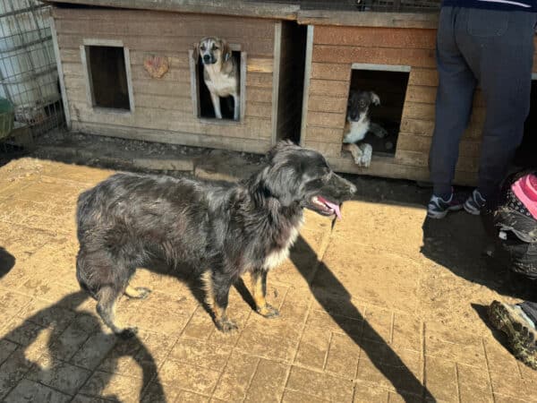 KERMIT (♂)-  auf PS im PLZ Bereich 42 (NU) - reserviert – Bild 13