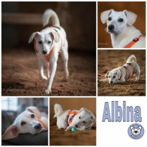 Albina in 34474 Diemelstadt  - vermittelt
