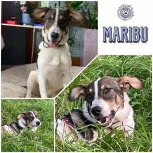 Maribu in 21220 Seevetal - vermittelt
