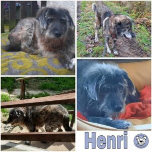 Henri (♂) in 64385 Reichelsheim
