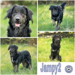Jampy 2 in 68642 Bürstadt