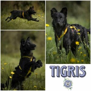 TIGRIS in 57632 Ziegenhain - vermittelt