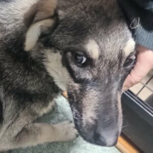 SILVI (♀) - völlig abgemagert, dringend erfahrener Platz gesucht (01/2024) -reserviert Tierhilfe Lebenswert DR - vermittelt