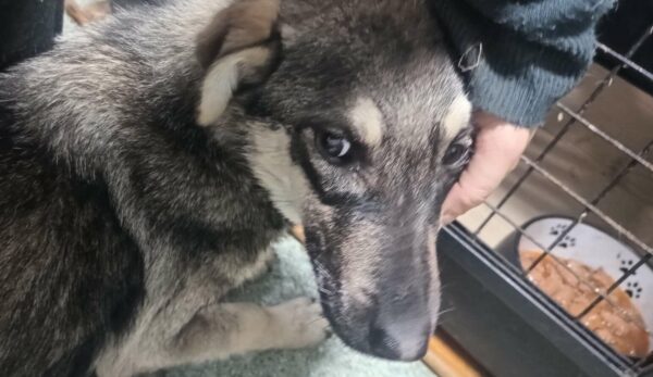 SILVI (♀) - völlig abgemagert, dringend erfahrener Platz gesucht (01/2024) -reserviert Tierhilfe Lebenswert DR - vermittelt