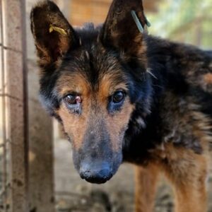 SMARTI - dünner Senior - ausgereist zur Tierhilfe Lebenswert