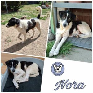 NORA - Gnadenplatzhund seit dem 12.04.2023