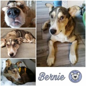 BERNIE - Gnadenplatzhund seit dem 09.09.2023