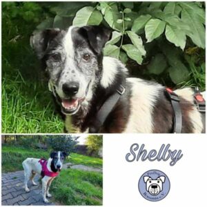 SHELBY - Gnadenplatzhund seit dem 09.09.2023 - RBB 10/24