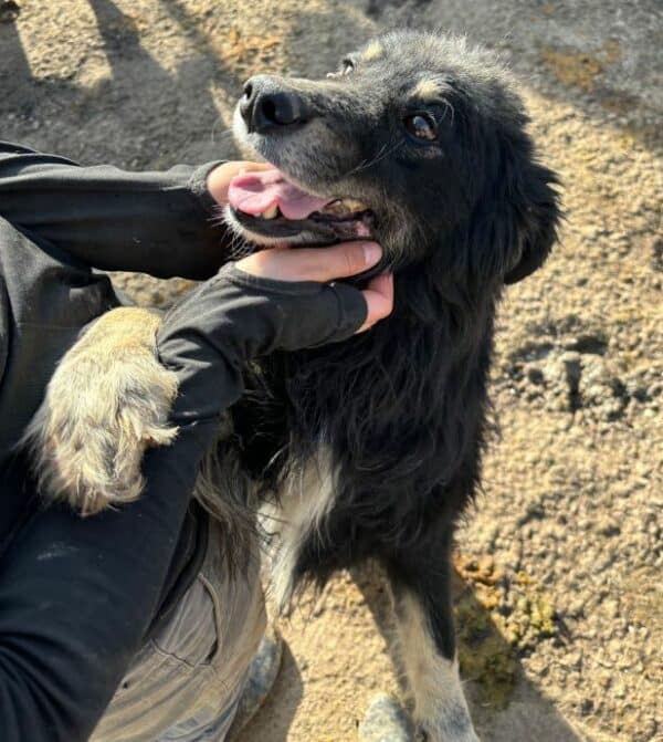 SANDER (♂) – Bild 3