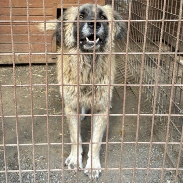 ARKO (♂) - RBB 07/25 – Bild 2