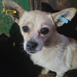MOUSE - auf PDR PS im PLZ Bezirk 66 - vermittelt