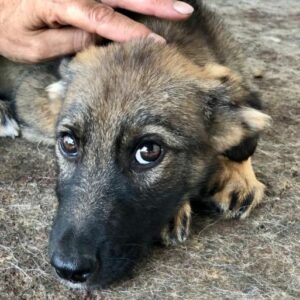 CUPA - ausgereist zur Tierhilfe Lebenswert
