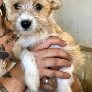 ASKIM - ausgereist zur Hundescheune Fläming