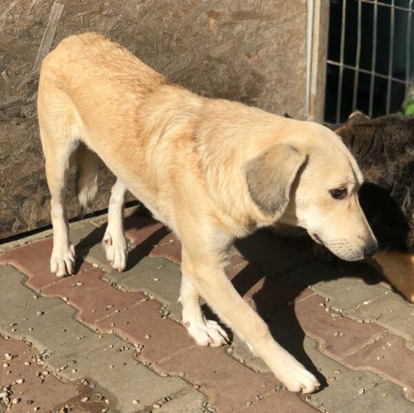 HOANI (♂) – Bild 13