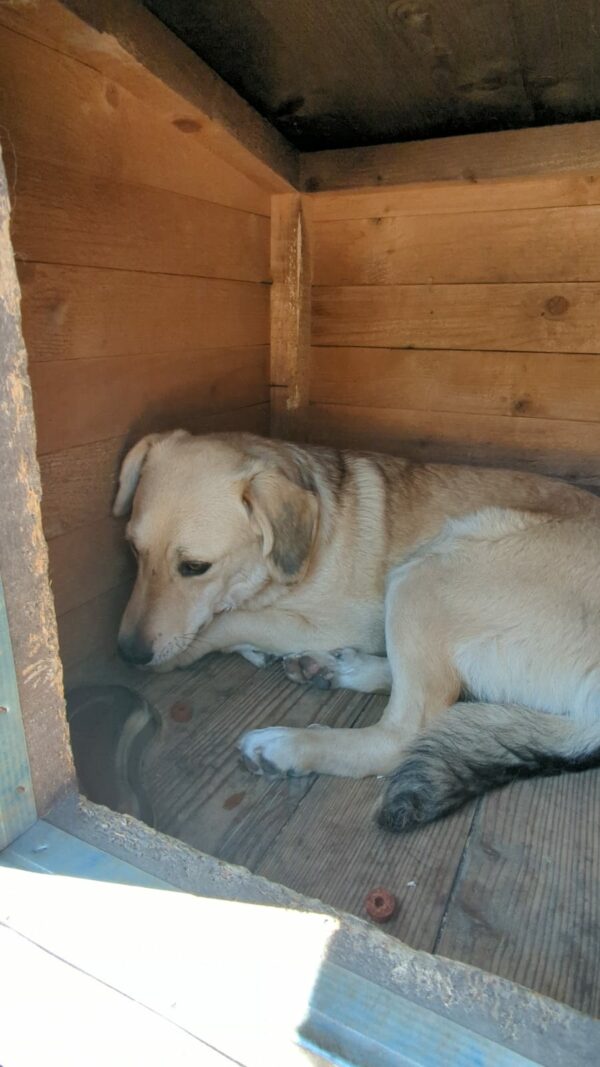 HOANI (♂) – Bild 2