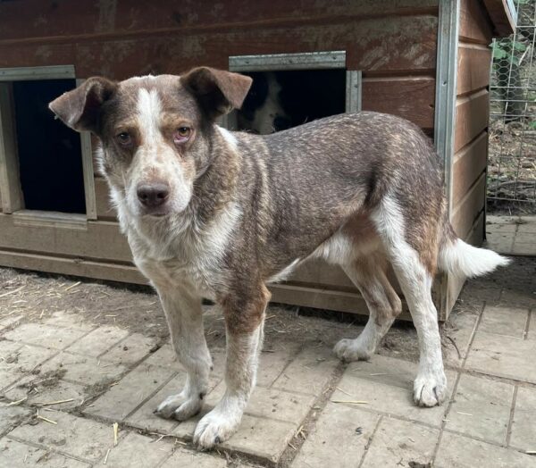 DOBBIE (♂) - seit 2023 im Shelter – Bild 9
