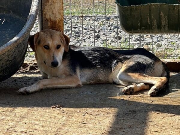 KILIA (♀) – Bild 4