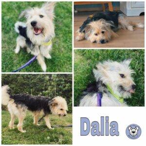 Dalia in 721... bei Tübingen - vermittelt