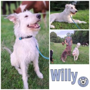 Willy in 99636 Ostramondra - vermittelt