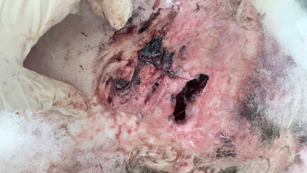 KUMBER (♂) – Bild 4