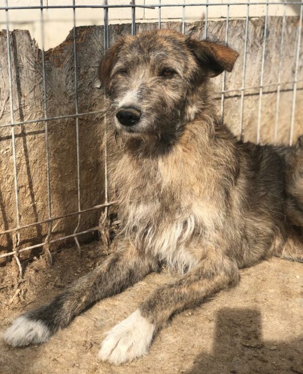LIBERTAS - Notfall Mobbingopfer - vermittelt Betty – Bild 2