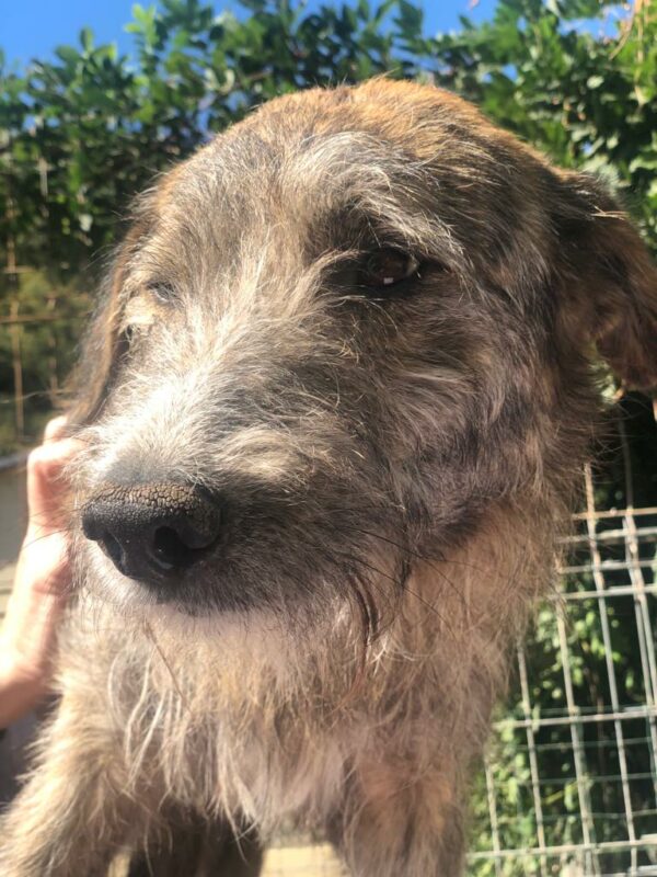 LIBERTAS - Notfall Mobbingopfer - vermittelt Betty – Bild 7
