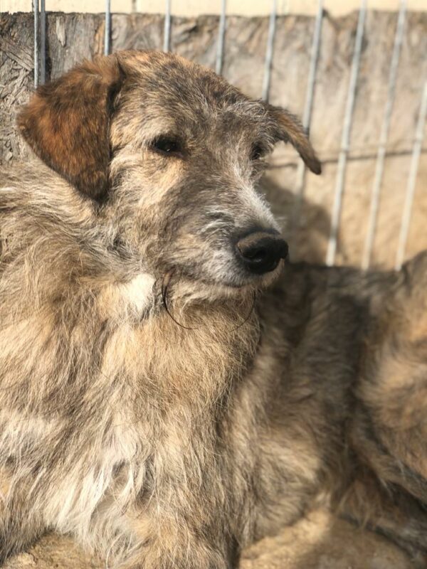 LIBERTAS - Notfall Mobbingopfer - vermittelt Betty – Bild 9