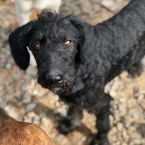 LYDIE - vermittelt MD