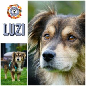 LUZI in 38471 Rühen - vermittelt