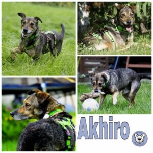 Akhiro (♂) in 45701 Herten
