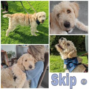 Skip (♂) in 31832 Springe