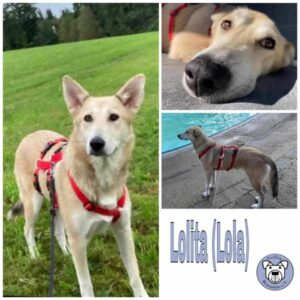 Lolita (Lola) in 88069 Tettnang - vermittelt