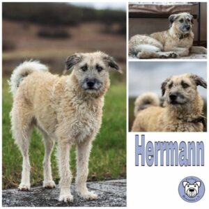 Herrmann in 54298 Welschbillig