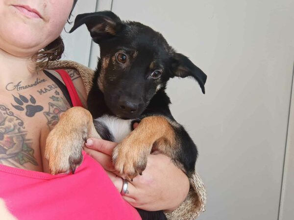 BOBBY - bereits sehr unsicher, sollte dringend raus - ausgereist zur Tierhilfe Lebenswert