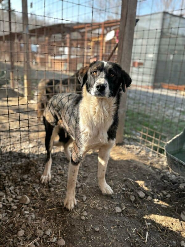 FENJA (♀) - reserviert Tierhilfe Lebenswert DR - vermittelt – Bild 5