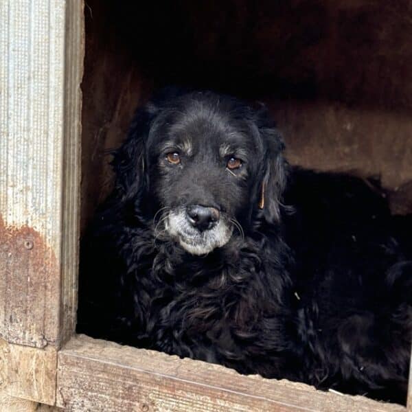 GRAND (♂) - ca. 2011 geboren - stark verfilzt - seit mind. Juli 2021 im Shelter - reserviert Tierhilfe Lebenswert DR - vermittelt – Bild 4