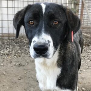FENJA (♀) - reserviert Tierhilfe Lebenswert DR - vermittelt