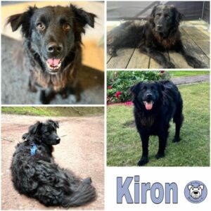 Kiron (♂) in 56727 Mayen
