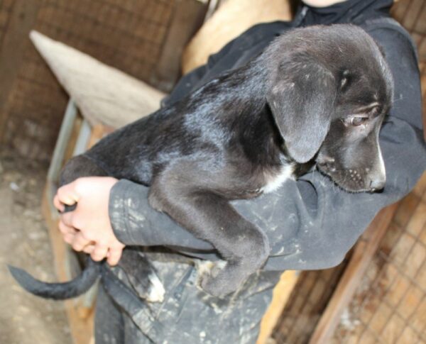 RETHI - reserviert Tierhilfe Lebenswert DR - vermittelt – Bild 3