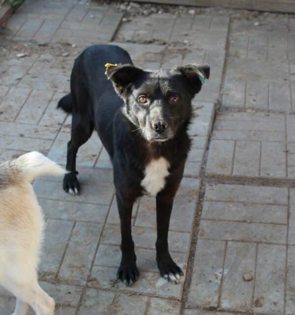 PETZI - vermittelt Betty – Bild 5