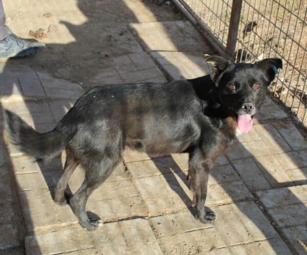 PETZI - vermittelt Betty – Bild 4
