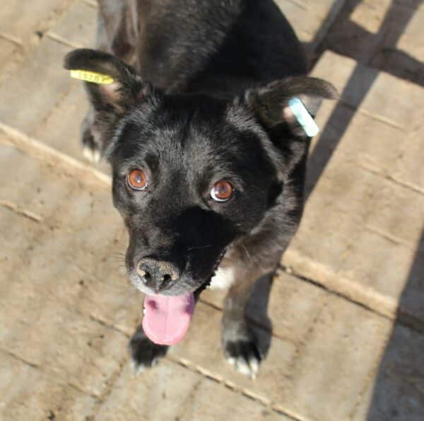 PETZI - vermittelt Betty – Bild 2