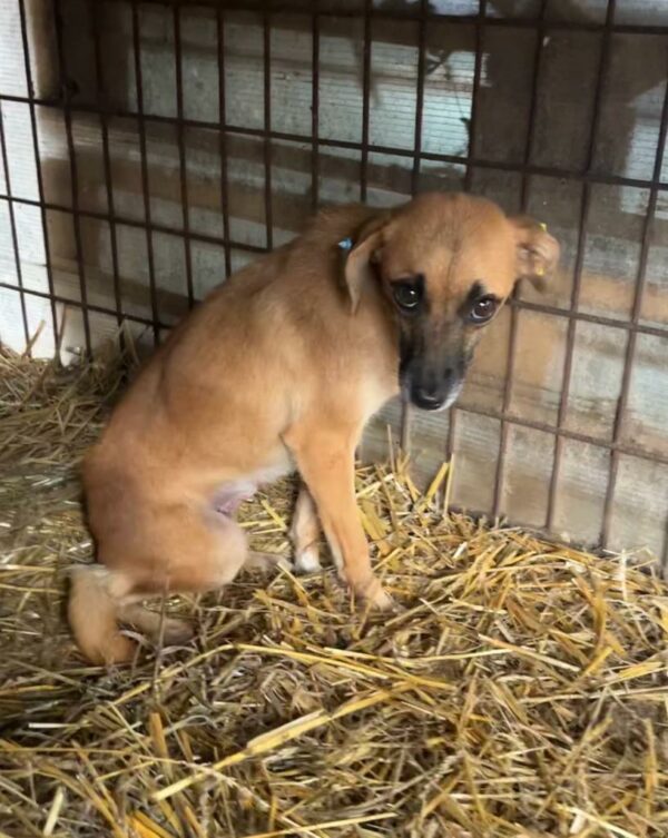 CHARLIE (♀) - med. Notfall im Shelter - jetzt auf PDR PS im PLZ Bezirk 35 – Bild 6