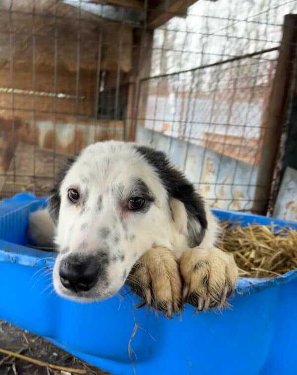 WHITE LADY - vermittelt LS – Bild 2