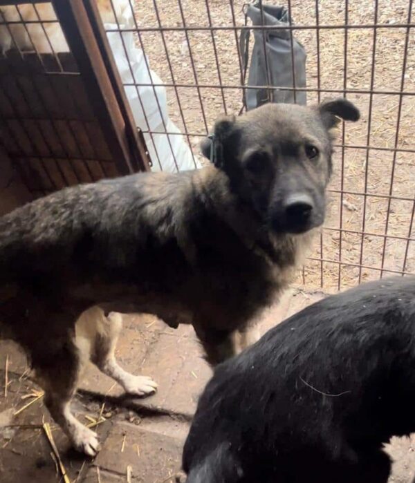JANJA - ausgereist zur Tierhilfe Lebenswert – Bild 6
